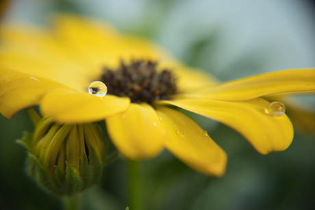 Waterdruppel op Spaanse margriet