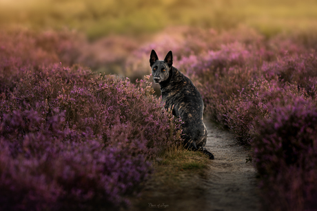 Purple heather way 💜