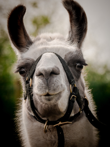 Lama portret