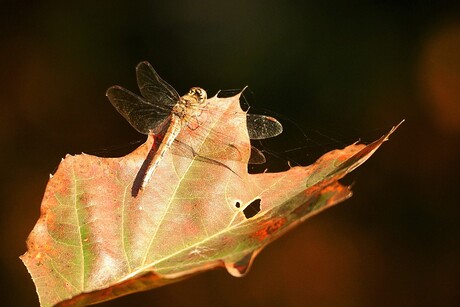 Libelle