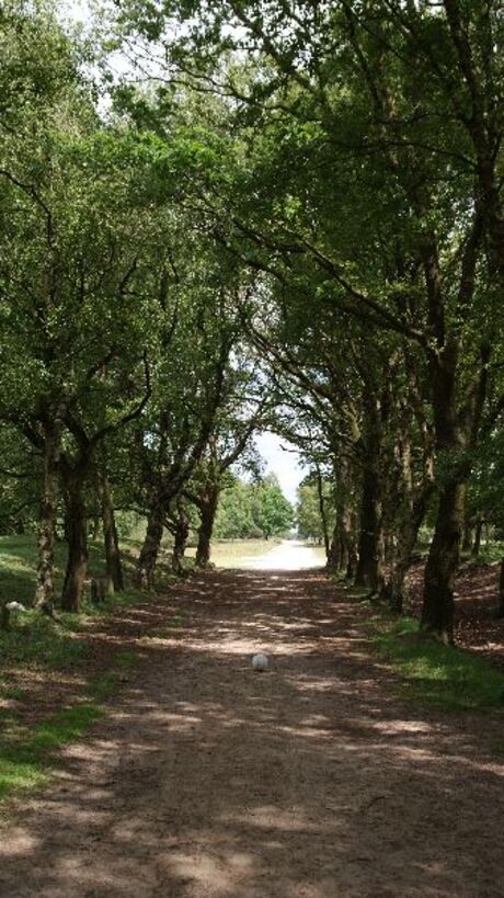 doorkijkje balloerveld 2