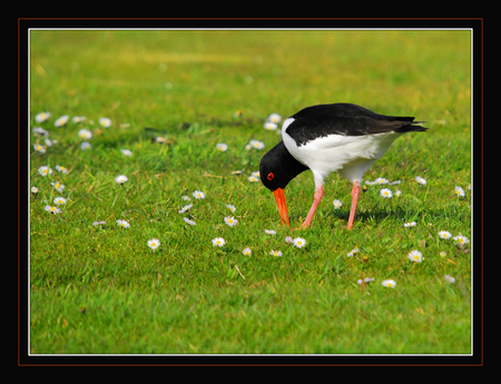 Meibloempjes - Nog even en we kunnen gaan genieten van de meimaand.

Als Zoom tegen die tijd ook weer lekker snel draait kunnen we tenminste weer vaker reageren.
 - foto door Conjo op 26-04-2007 - deze foto bevat: voorjaar, mei, scholekster, conjo, meibloempjes