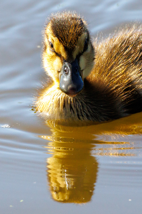 Lente is begonnen, heerlijk in de lente zon