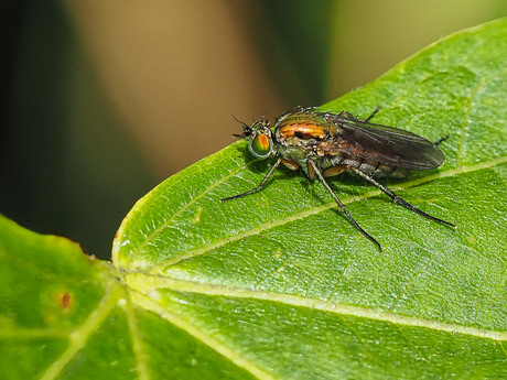 Poecilobothrus nobilitatus
