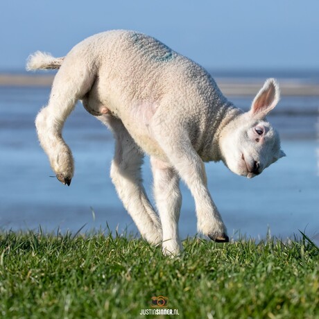 Lammetje maakt vreugde sprong!