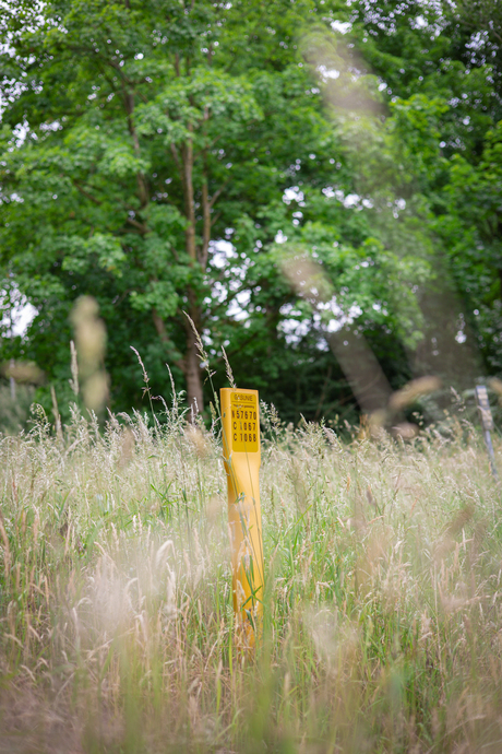 Gaspaal in hoog gras