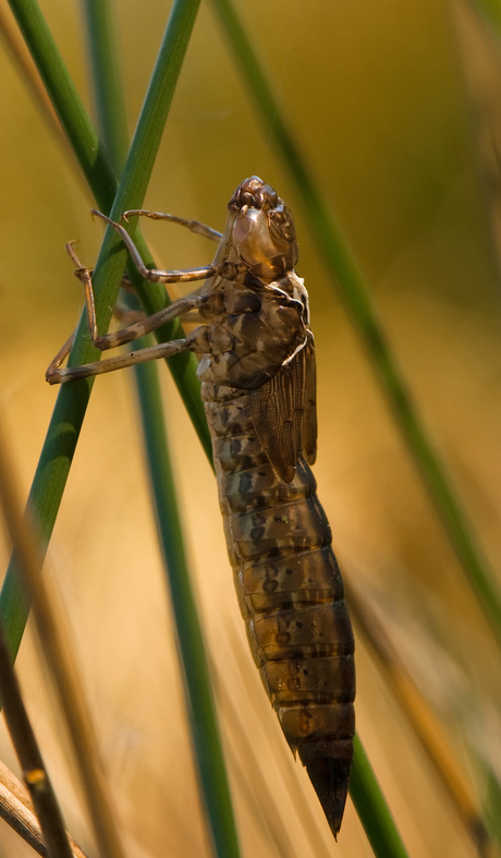 libelle in wording