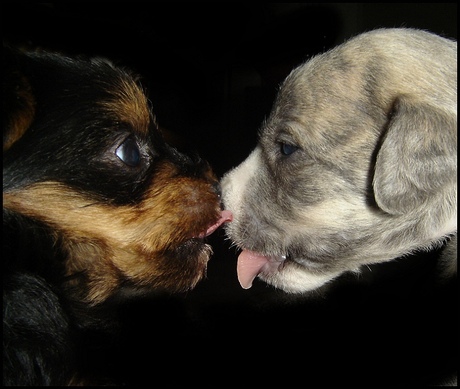 And they call it puppy love....