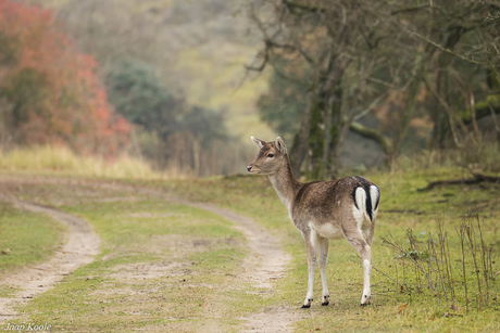 Bambi