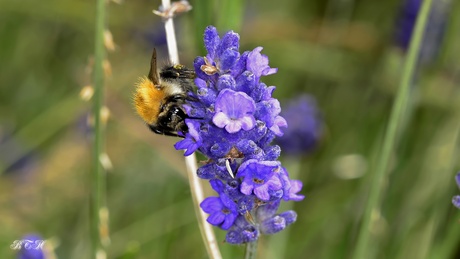 hommel 