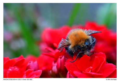 Hommel