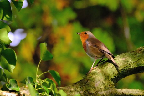 Roodborstje in de zon