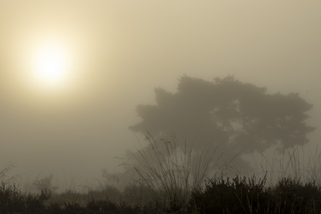 mist
