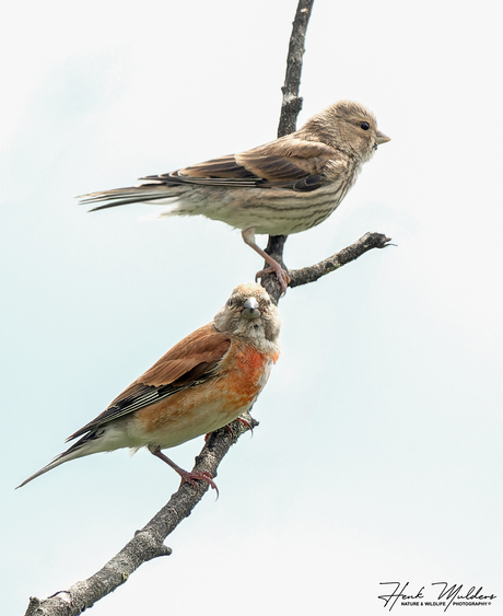 Kneu Common linnet (Linaria cannabina) M/V
