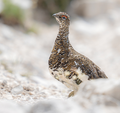 Alpensneeuwhoen bij de Drei Zinnen