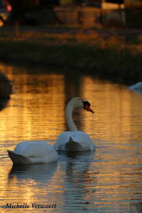 Zwanen met zonsondergang