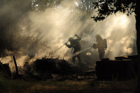 Bos,Brand