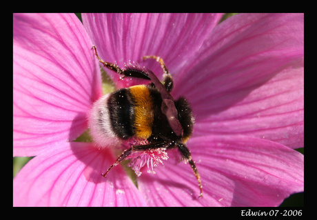 Hommel