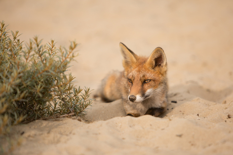 Warm zand ...