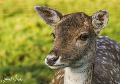 Deer camp