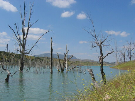 trees in water 2