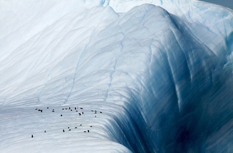 Pinguïns bij afgrond Antarctica