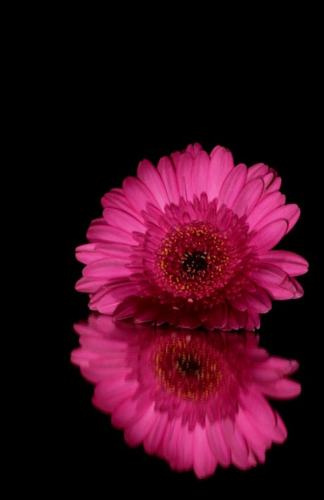 Gerbera