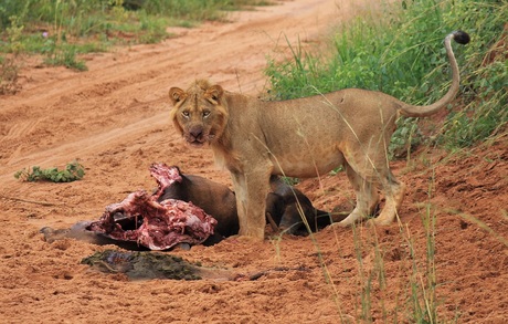 Uganda - leeuw geniet van maaltijd