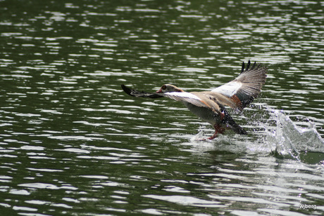 flying away