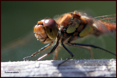 bloedrode heidelibel