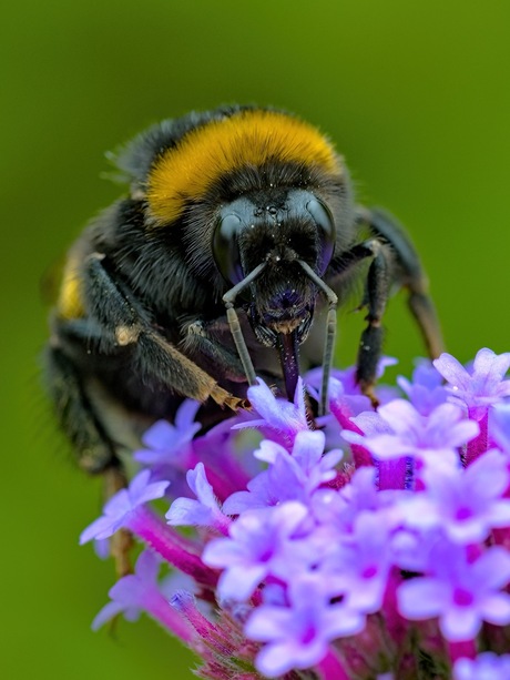 Hommel op Verbena