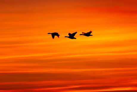 Flying Geese