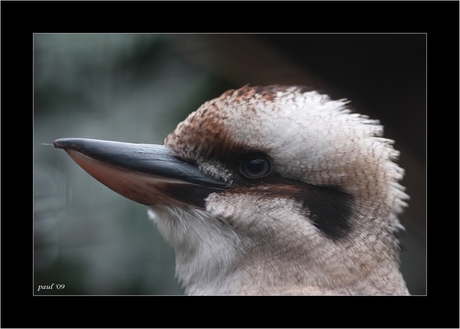 kookaburra