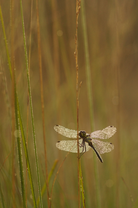 Zwarte Heidelibel