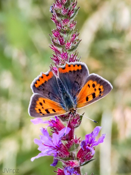 Kleine vuurvlinder 