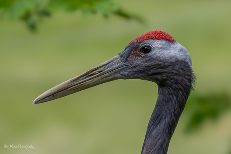 Kraanvogel