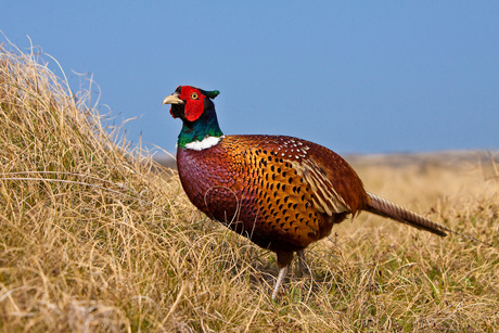 Fazant in de duinen van Texel