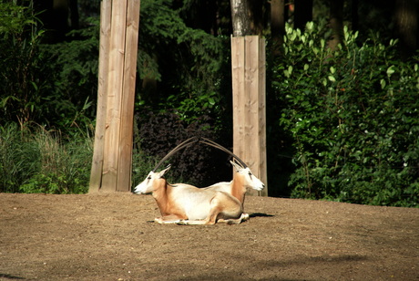 Algazelle