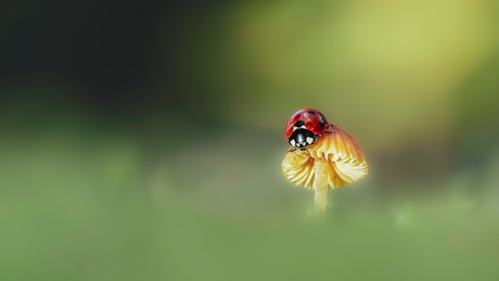 Ladybug