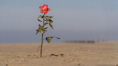 Strand bij Petten