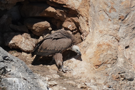 Vale Gier, Gorges du Verdon