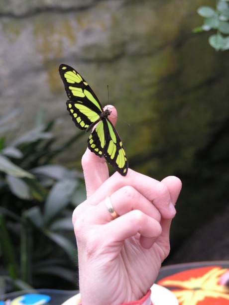 Vlinder op de vinger