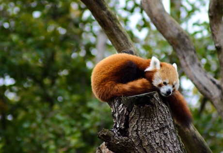 Red Panda