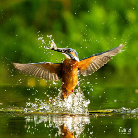 IJsvogel man springt uit het water