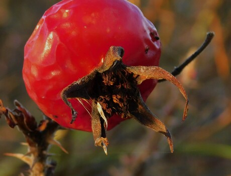 Het einde van de rozenbottel.