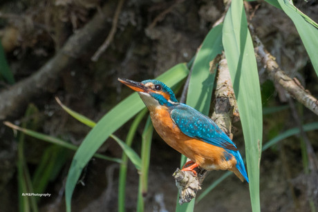 De IJsvogel.