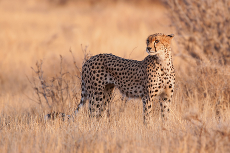 Cheetah nr. 3