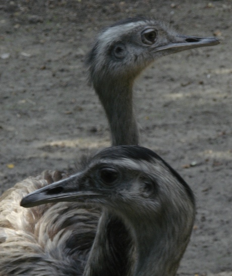 Struisvogels
