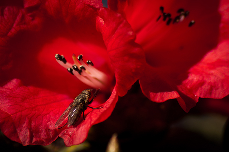 Red Flower