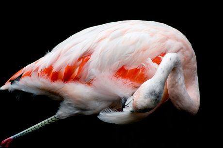 Flamingolala
